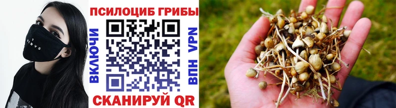 где купить   Абинск  Псилоцибиновые грибы Psilocybe 